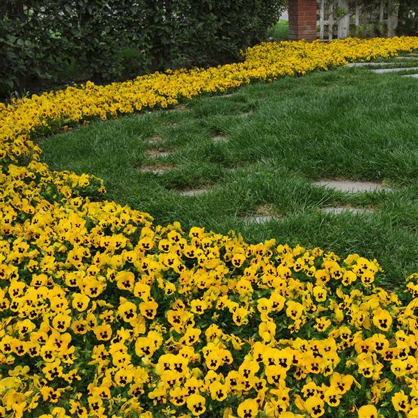 Panola® XP Yellow Blotch Pansy - Landscape