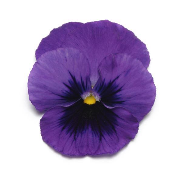 Panola® XP Deep Blue Blotch Pansy - Bloom