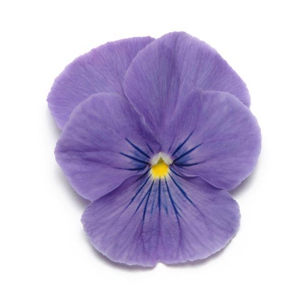 Panola® XP True Blue Pansy - Bloom