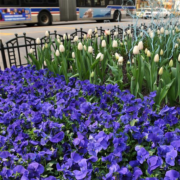 Panola® XP True Blue Pansy - Commercial Landscape 1