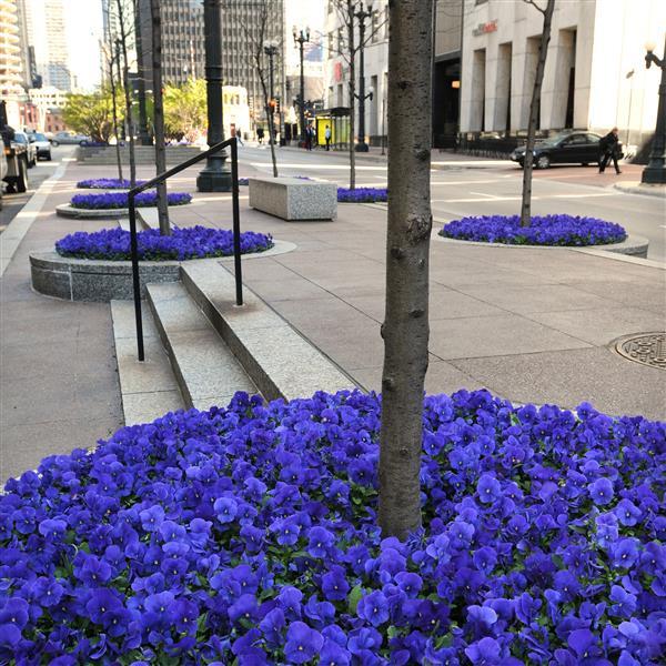 Panola® XP True Blue Pansy - Commercial Landscape 2