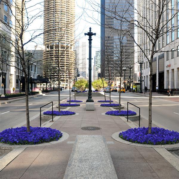 Panola® XP True Blue Pansy - Commercial Landscape 3