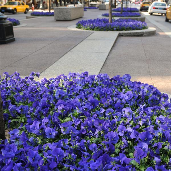 Panola® XP True Blue Pansy - Commercial Landscape 4