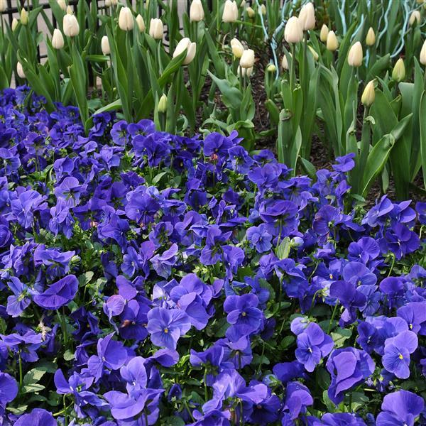 Panola® XP True Blue Pansy - Garden