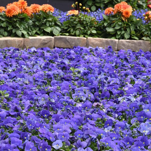 Panola® XP True Blue Pansy - Landscape