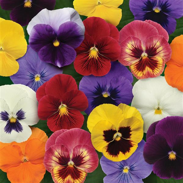 Panola® XP Mixture Pansy - Bloom