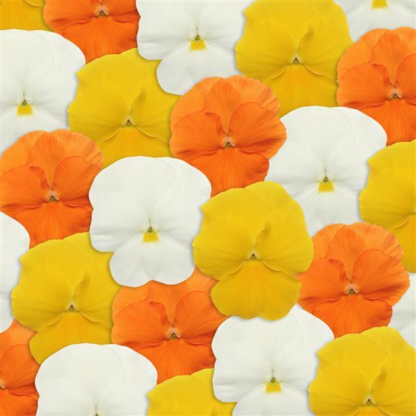 Panola® XP Citrus Mixture Pansy - Bloom