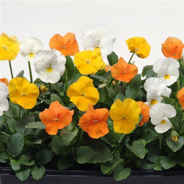 Panola® XP Citrus Mixture Pansy - Container