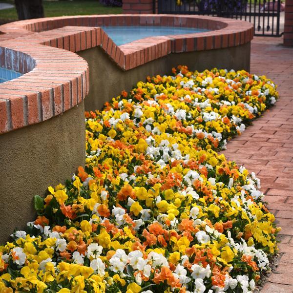 Panola® XP Citrus Mixture Pansy - Landscape