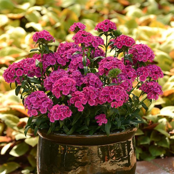 Jolt™ Pink Interspecific Dianthus - Container