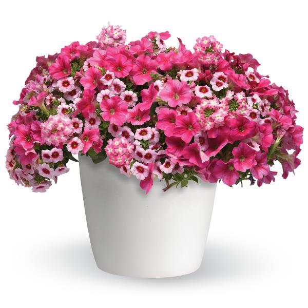 Cherry Kiss Trixi® - Bloom