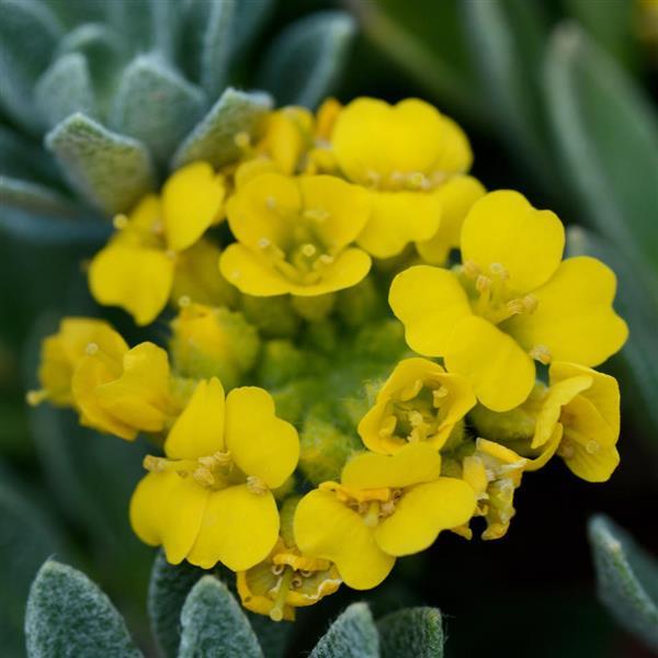 Alyssum Golden Spring - Bloom