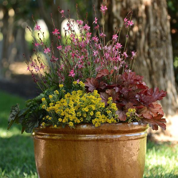 Alyssum Golden Spring - Container