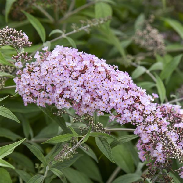 Buddleia davidii Pink Cascade II - Bloom