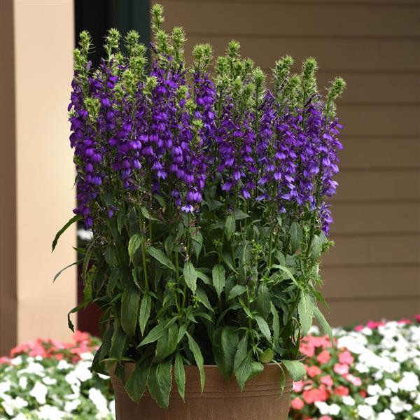 Lobelia Starship™ Blue - Container