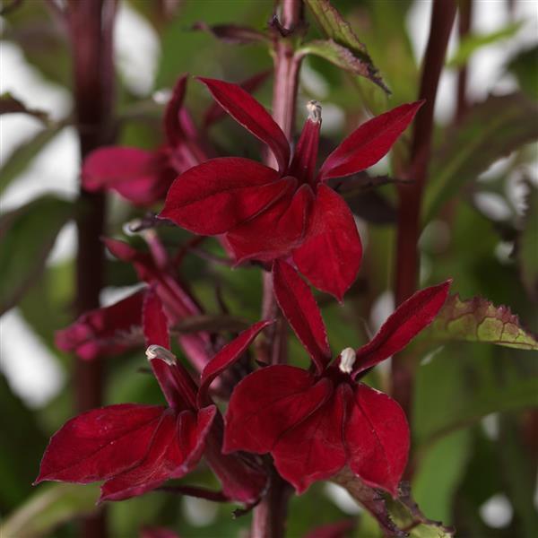 Lobelia Starship™ Burgundy - Bloom