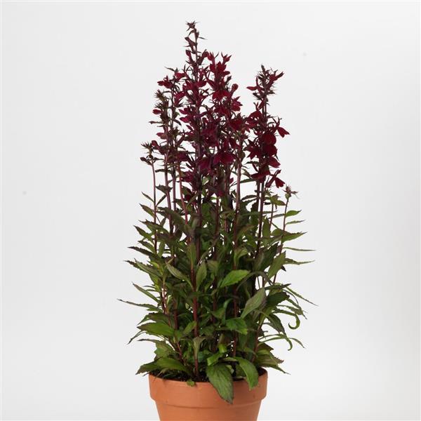 Lobelia Starship™ Burgundy - Container
