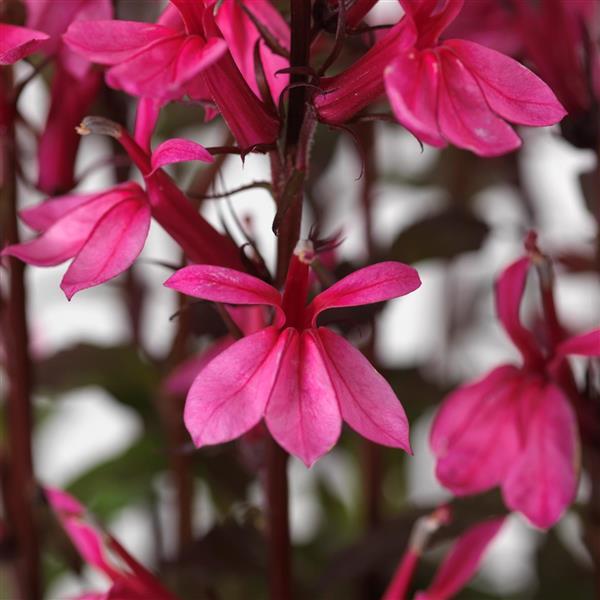 Lobelia Starship™ Rose - Bloom