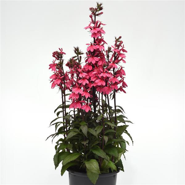 Lobelia Starship™ Rose - Container