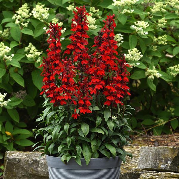 Lobelia Starship™ Scarlet - Container