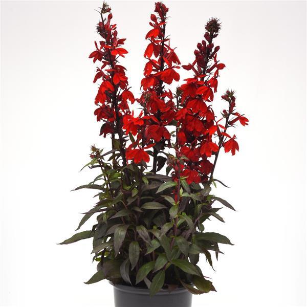 Lobelia Starship™ Scarlet Bronze Leaf - Container