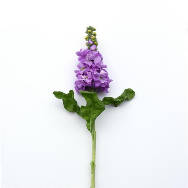 Mathilda™ Lavender Matthiola