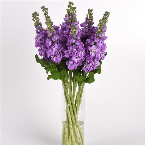 Mathilda™ Lavender Matthiola