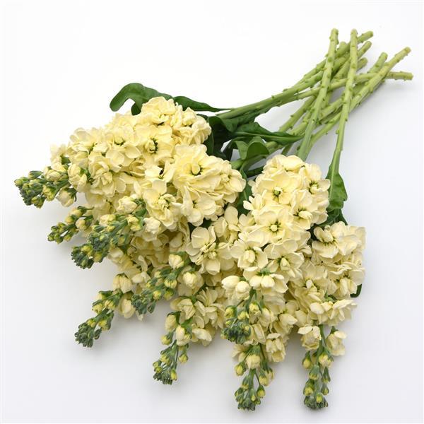 Mathilda™ Yellow Matthiola