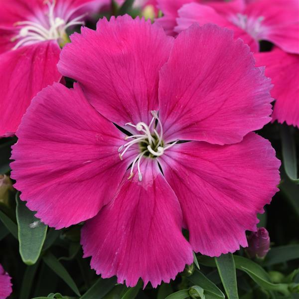 Coronet™ Rose Dianthus - Bloom