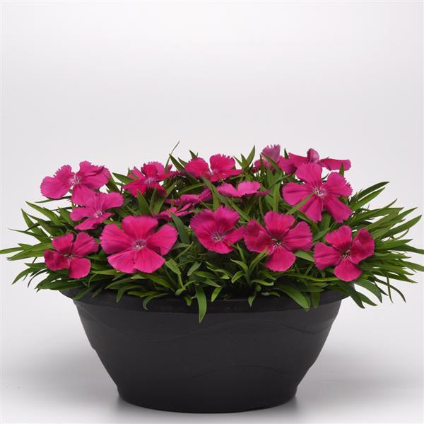 Coronet™ Rose Dianthus - Container