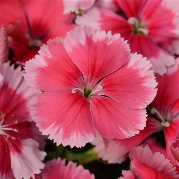 Coronet™ Strawberry Dianthus - Bloom