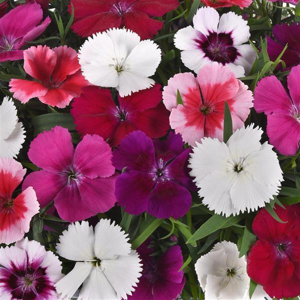 Coronet™ Mixture Dianthus - Bloom