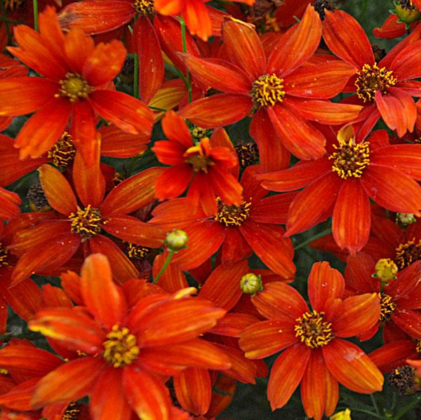 Coreopsis verticillata Sizzle & Spice® Crazy Cayenne - Bloom