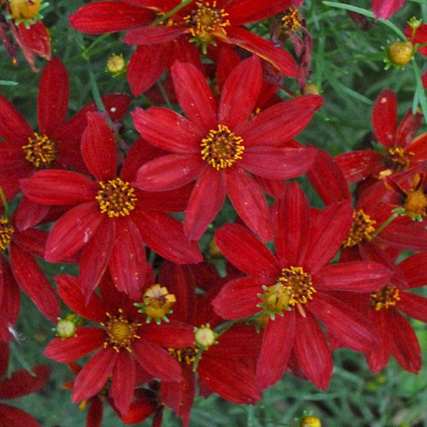 Coreopsis verticillata Sizzle & Spice® Hot Paprika - Bloom