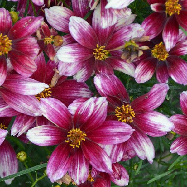 Coreopsis verticillata Sizzle & Spice® Zesty Zinger - Bloom