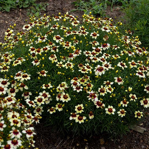 Coreopsis verticillata Sizzle & Spice® Red Hot Vanilla - Garden