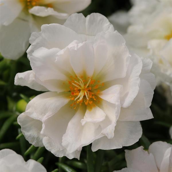 Happy Hour™ Coconut Portulaca - Bloom