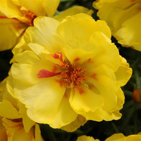 Happy Hour™ Lemon Portulaca - Bloom