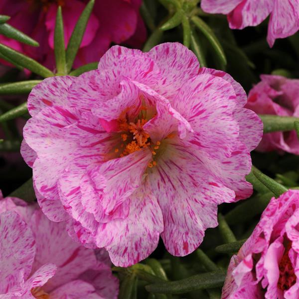 Happy Hour™ Peppermint Portulaca - Bloom