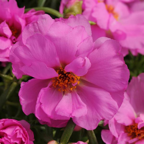 Happy Hour™ Rosita Portulaca - Bloom