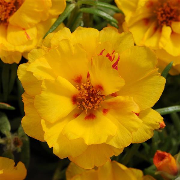 Happy Hour™ Banana Portulaca - Bloom