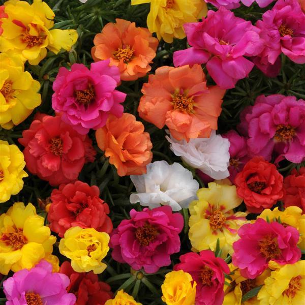 Happy Hour™ Mixture Portulaca - Bloom