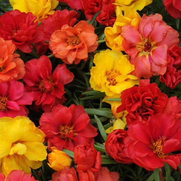 Happy Hour™ Tropical Mixture Portulaca - Bloom