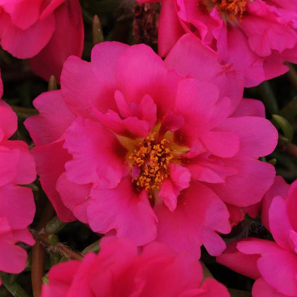 Happy Trails™ Fuchsia Portulaca - Bloom