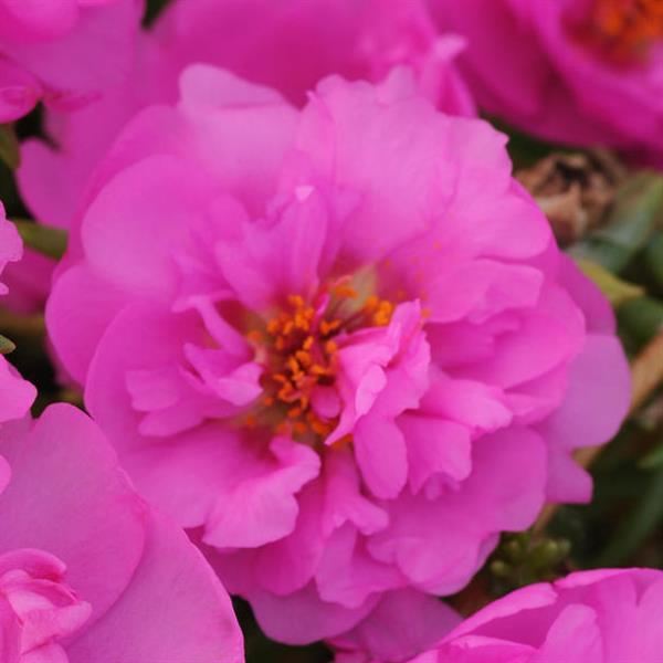 Happy Trails™ Rosita Portulaca - Bloom
