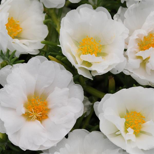 Happy Trails™ White Portulaca - Bloom
