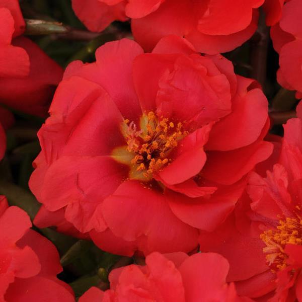 Happy Trails™ Deep Red Portulaca - Bloom