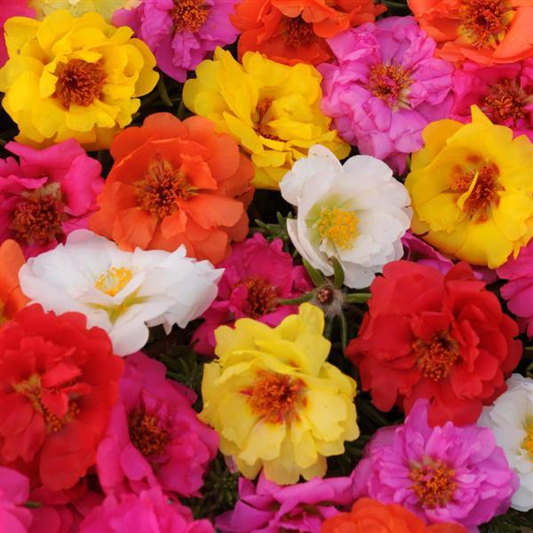 Happy Trails™ Mixture Portulaca - Bloom