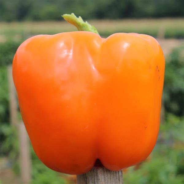 Sweet Canyon Orange Pepper - Bloom