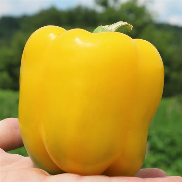 Sweet Canyon Yellow Pepper - Bloom